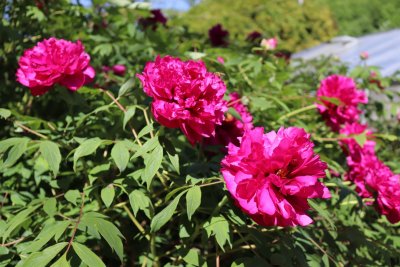 Paeonia suffruticosa - pivoňka keřovitá - kvetoucí